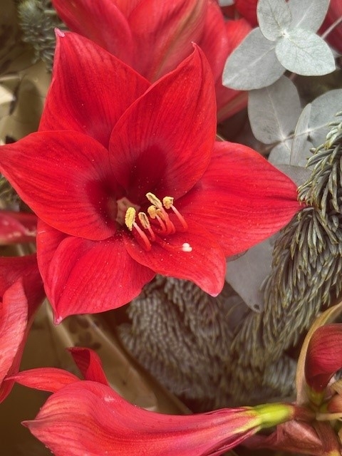 Lush Red Amaryllis